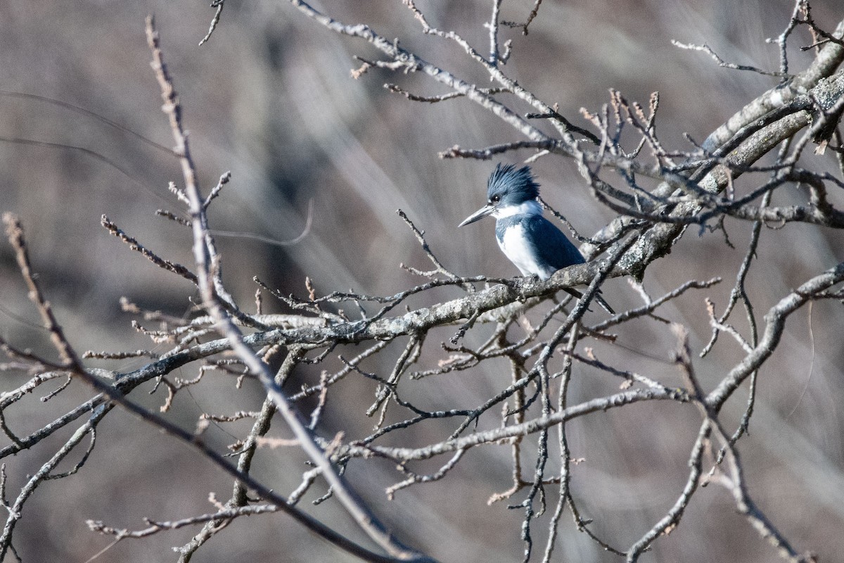 Belted Kingfisher - ML612054727