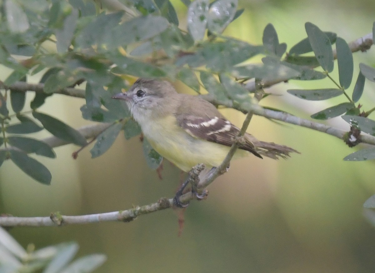Southern Beardless-Tyrannulet (Northern) - Ernest Crvich