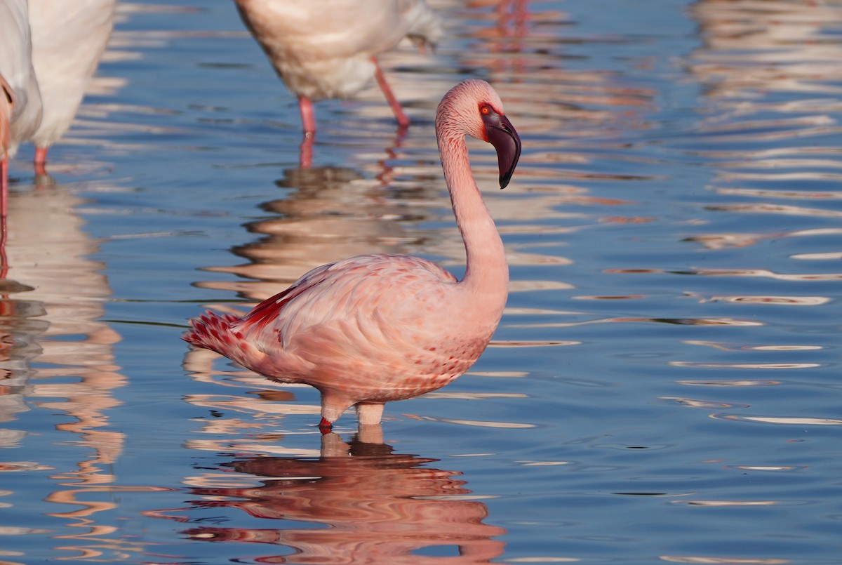Lesser Flamingo - Javier Train Garcia