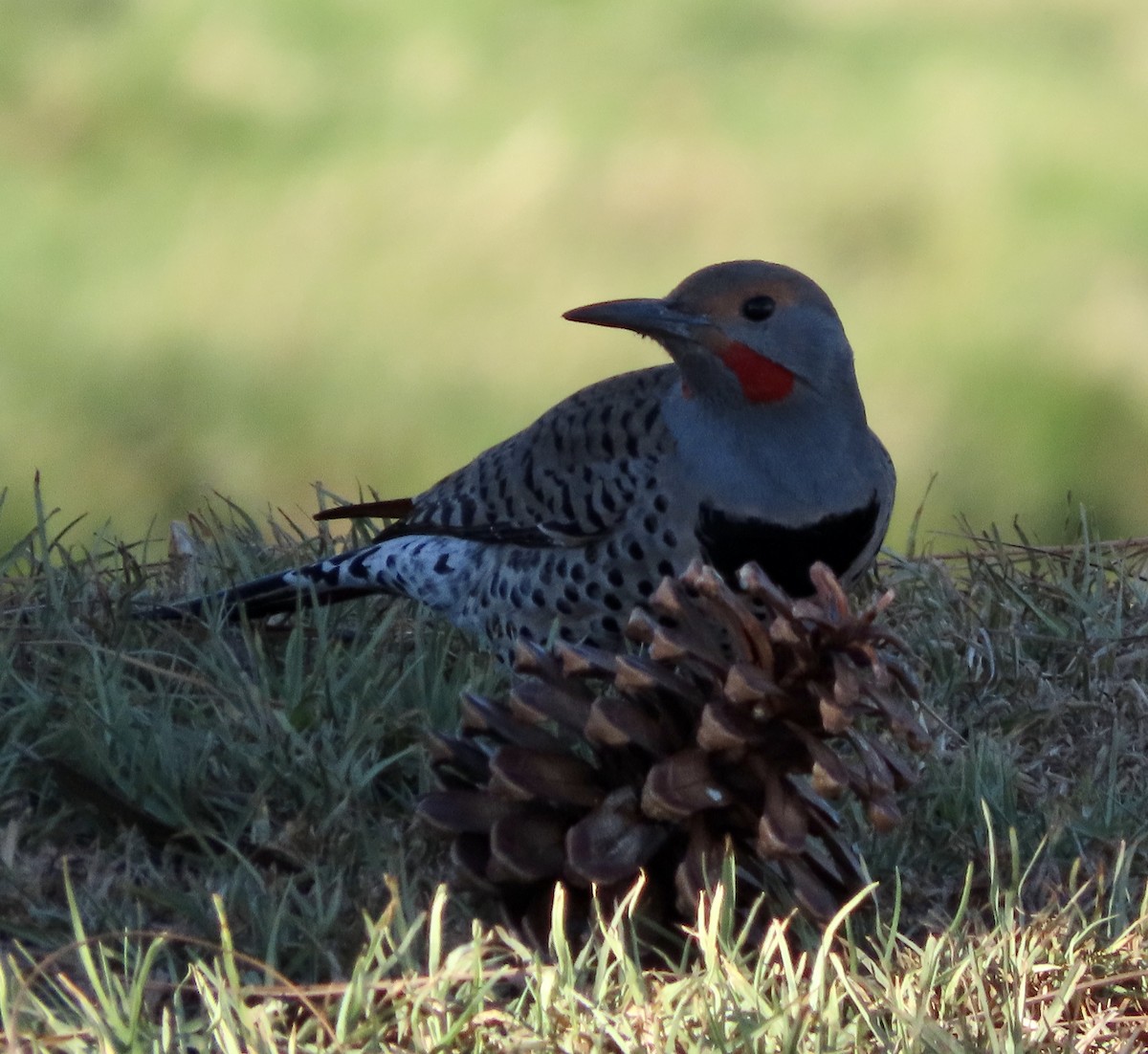 Northern Flicker (Red-shafted) - ML612055681
