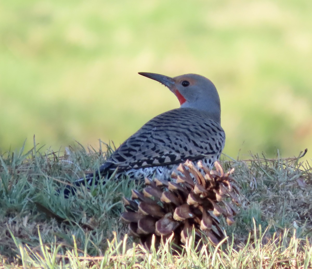 Northern Flicker (Red-shafted) - ML612055683