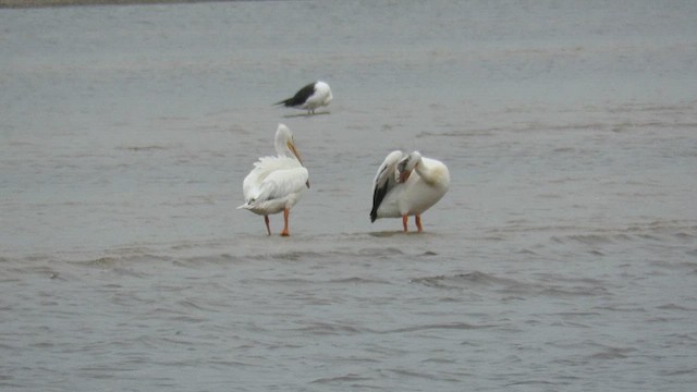 pelikán severoamerický - ML612055905