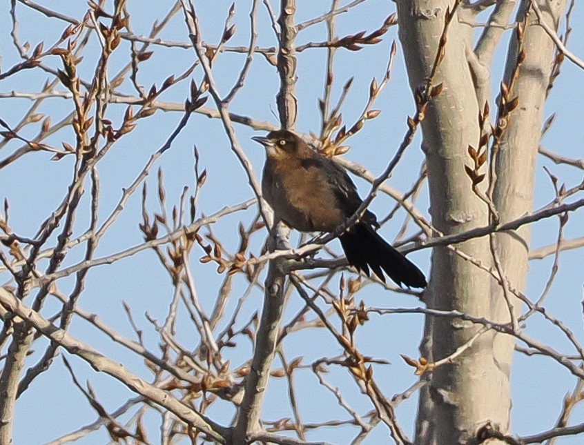 Great-tailed Grackle (Western) - Cynthia Swidler
