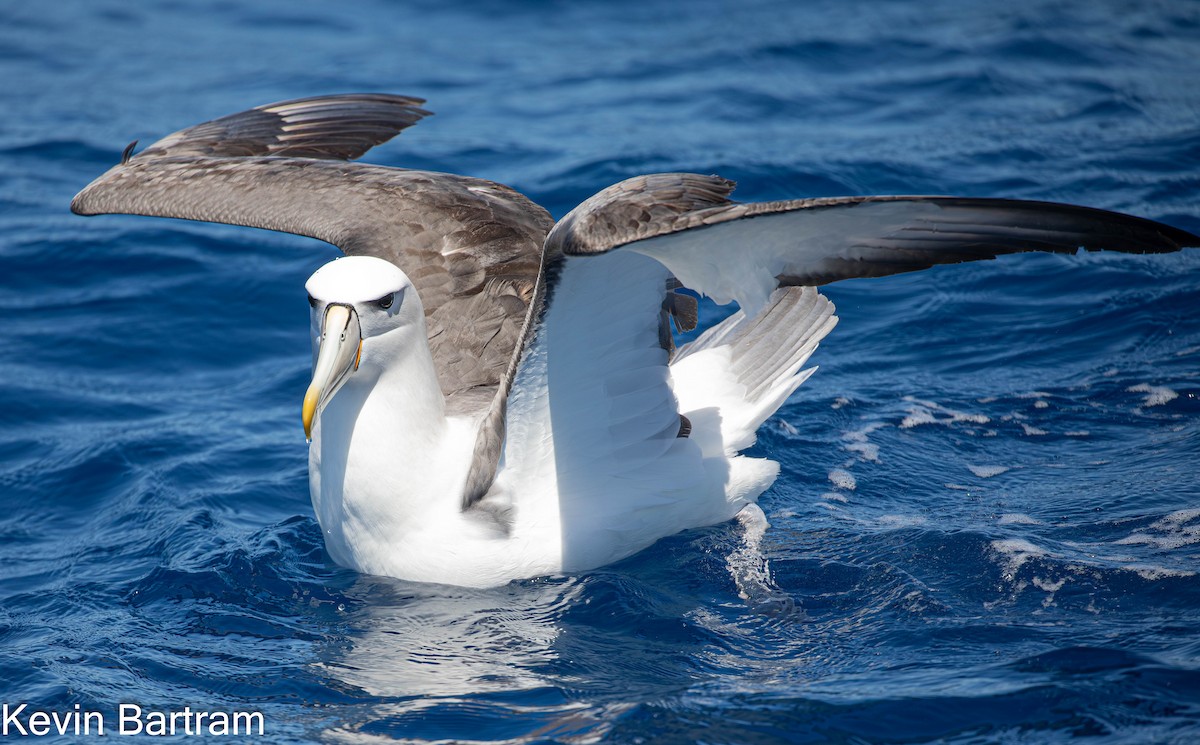 White-capped Albatross (cauta) - ML612056041