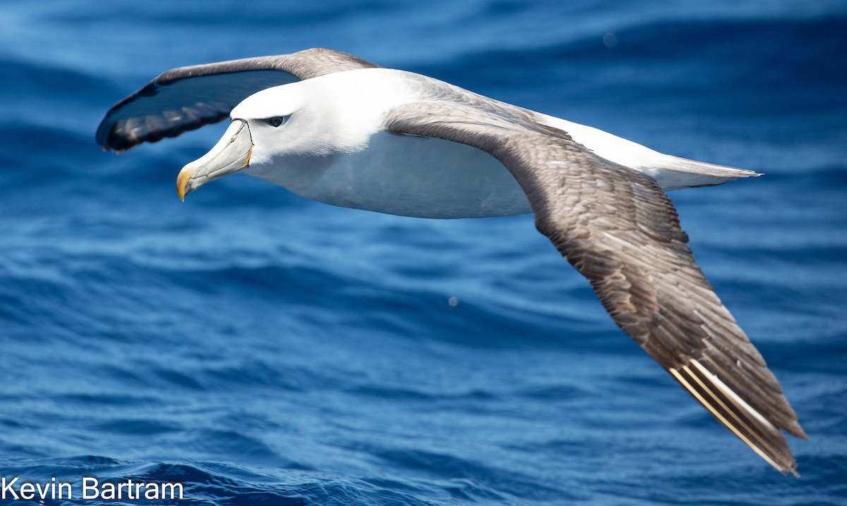 White-capped Albatross (cauta) - ML612056052