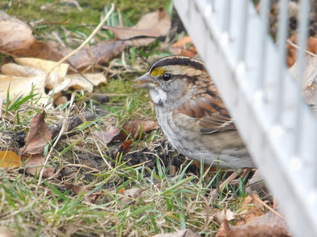 White-throated Sparrow - ML612056128
