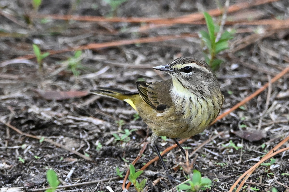 Palm Warbler - ML612056340