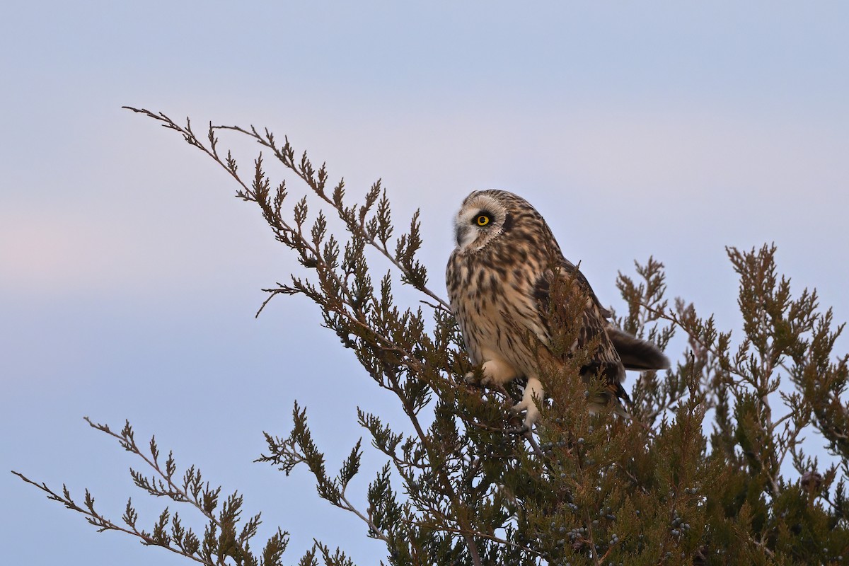 Short-eared Owl (Northern) - ML612056379