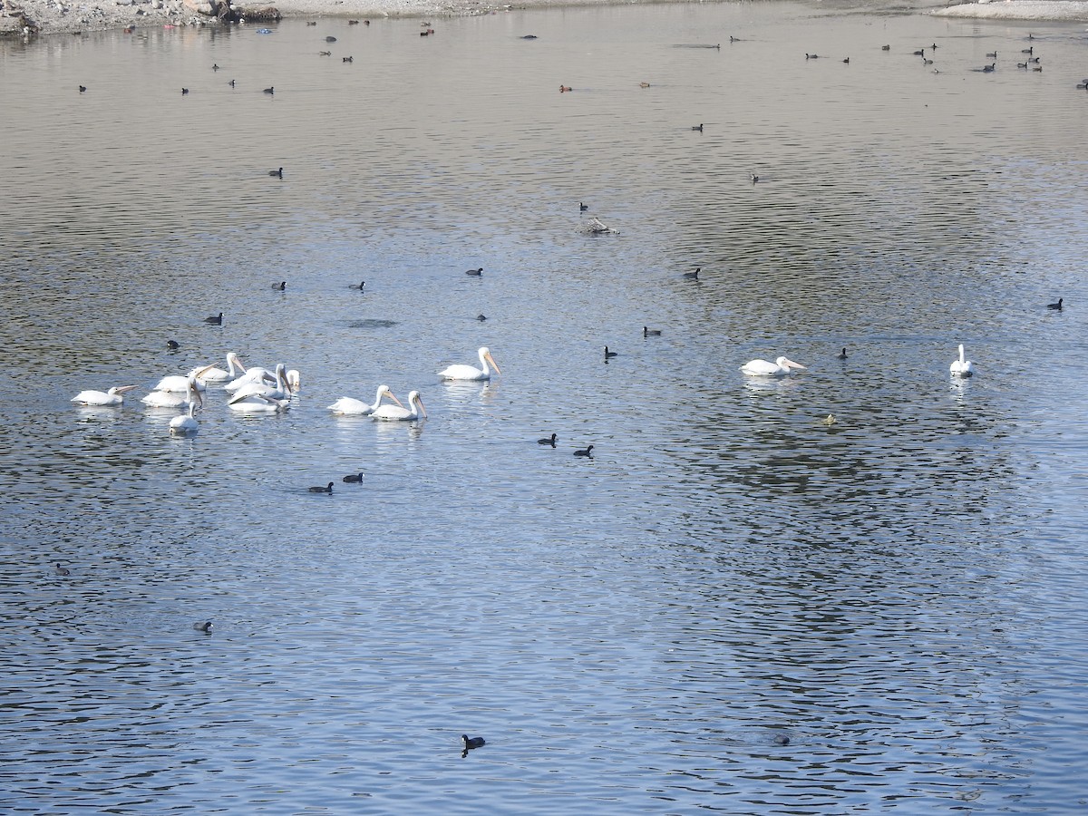 American White Pelican - ML612056419