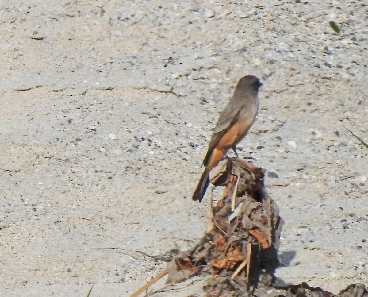 Say's Phoebe - ML612056483