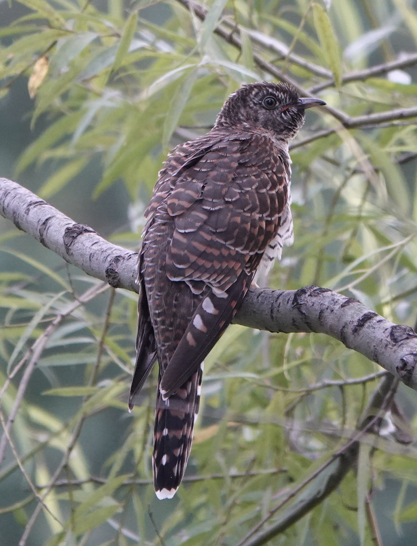 Common Cuckoo - Zhongyu Wang