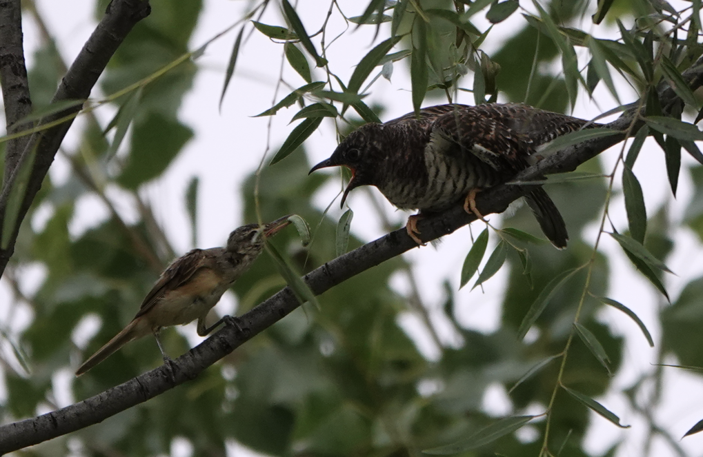 Common Cuckoo - Zhongyu Wang