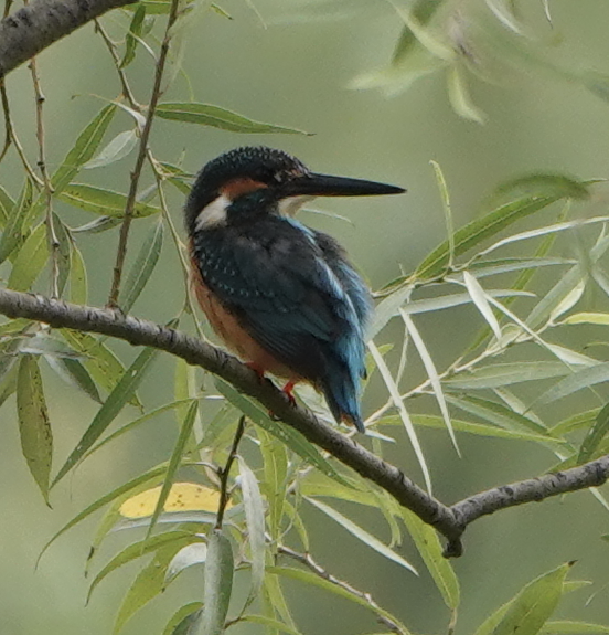 Common Kingfisher - Zhongyu Wang