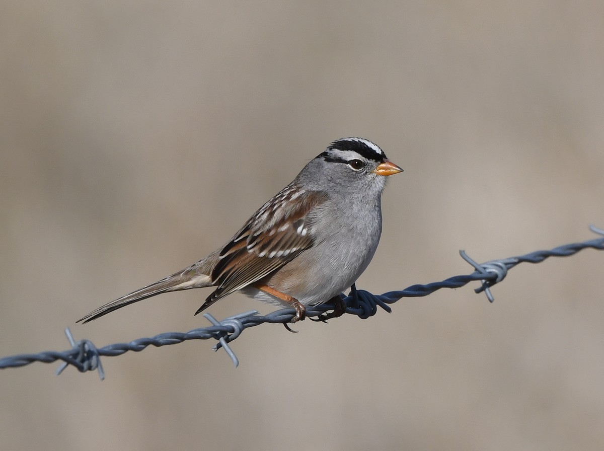 White-crowned Sparrow (Gambel's) - ML612057012