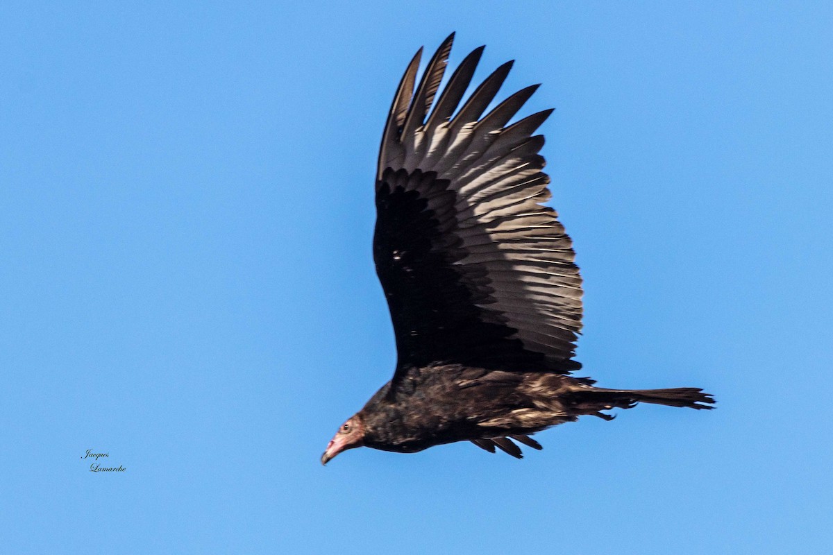 eBird Checklist 9 Dec 2023 Bonaventure 1 species