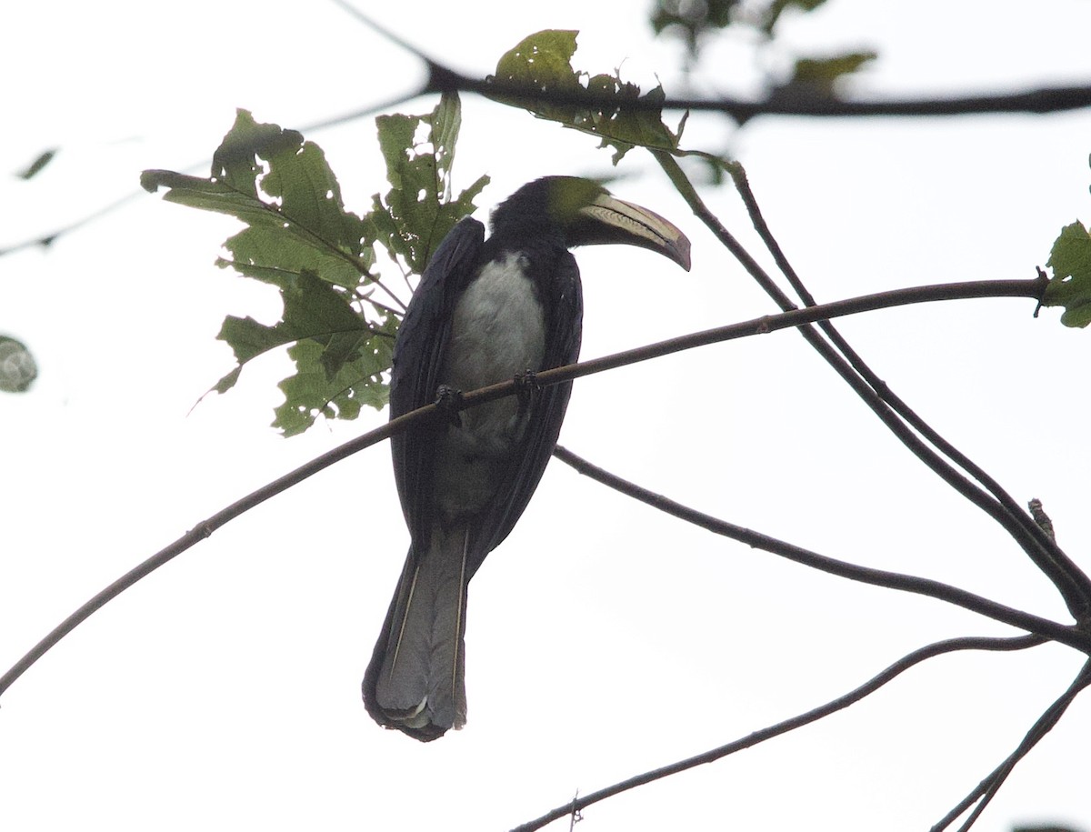 Congo Pied Hornbill - Sue Flecker