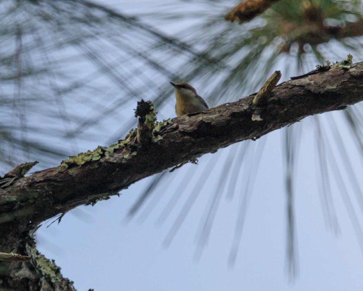 Brown-headed Nuthatch - ML612057328