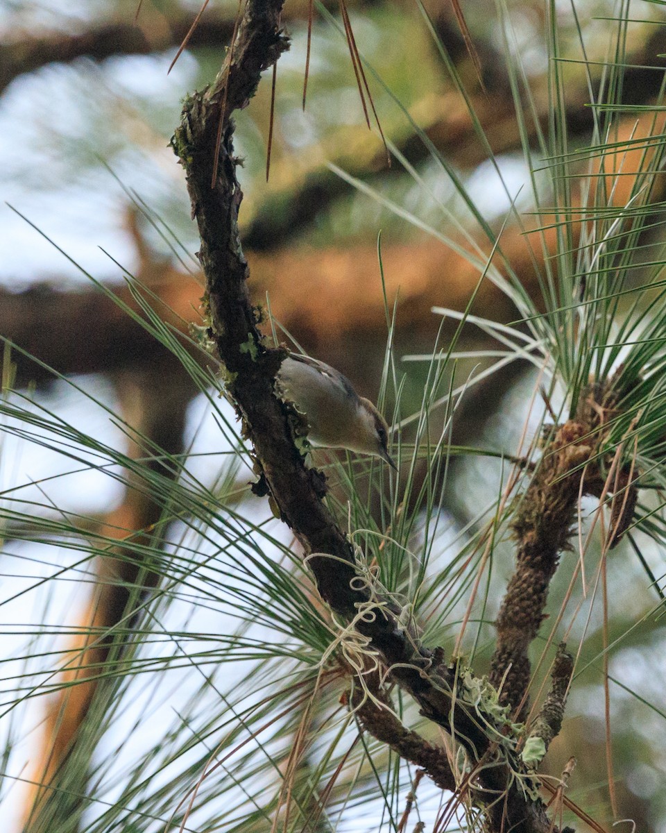 Brown-headed Nuthatch - ML612057329