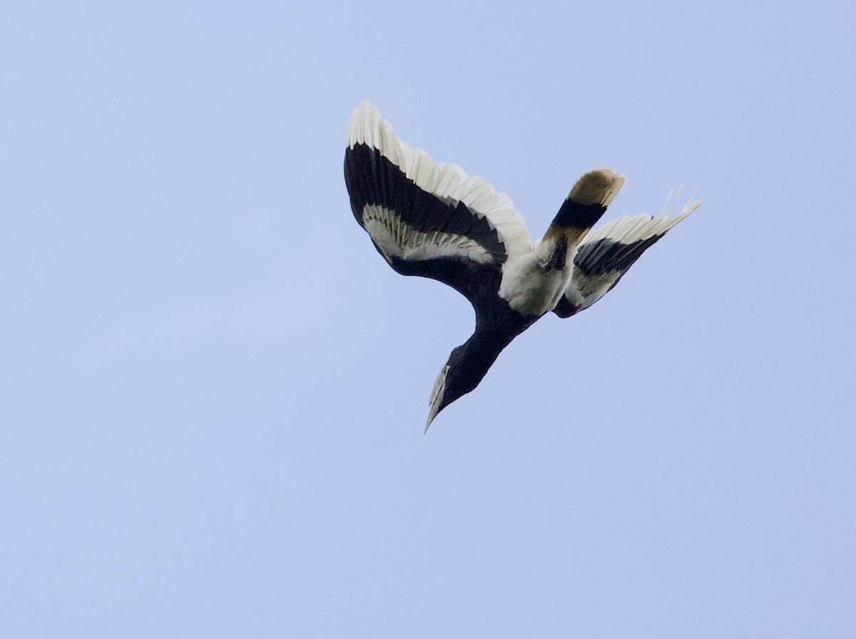White-thighed Hornbill - Sue Flecker