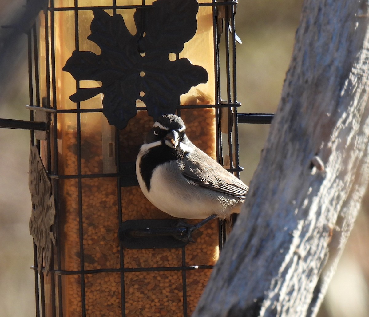 Black-throated Sparrow - ML612057512