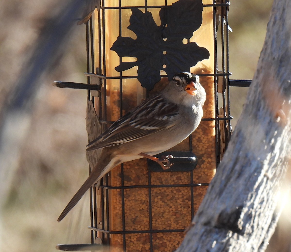 White-crowned Sparrow - ML612057520