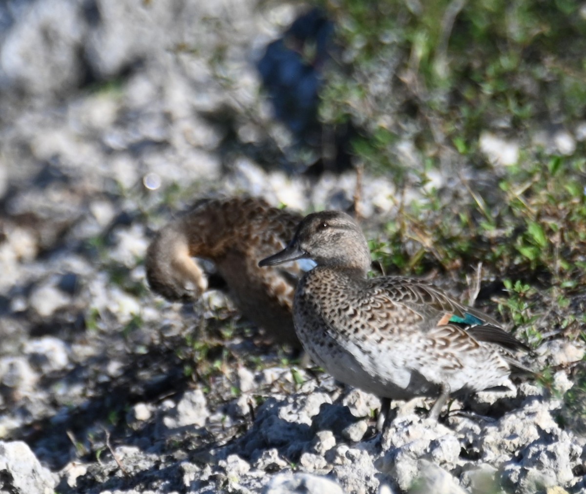 Green-winged Teal - ML612057552