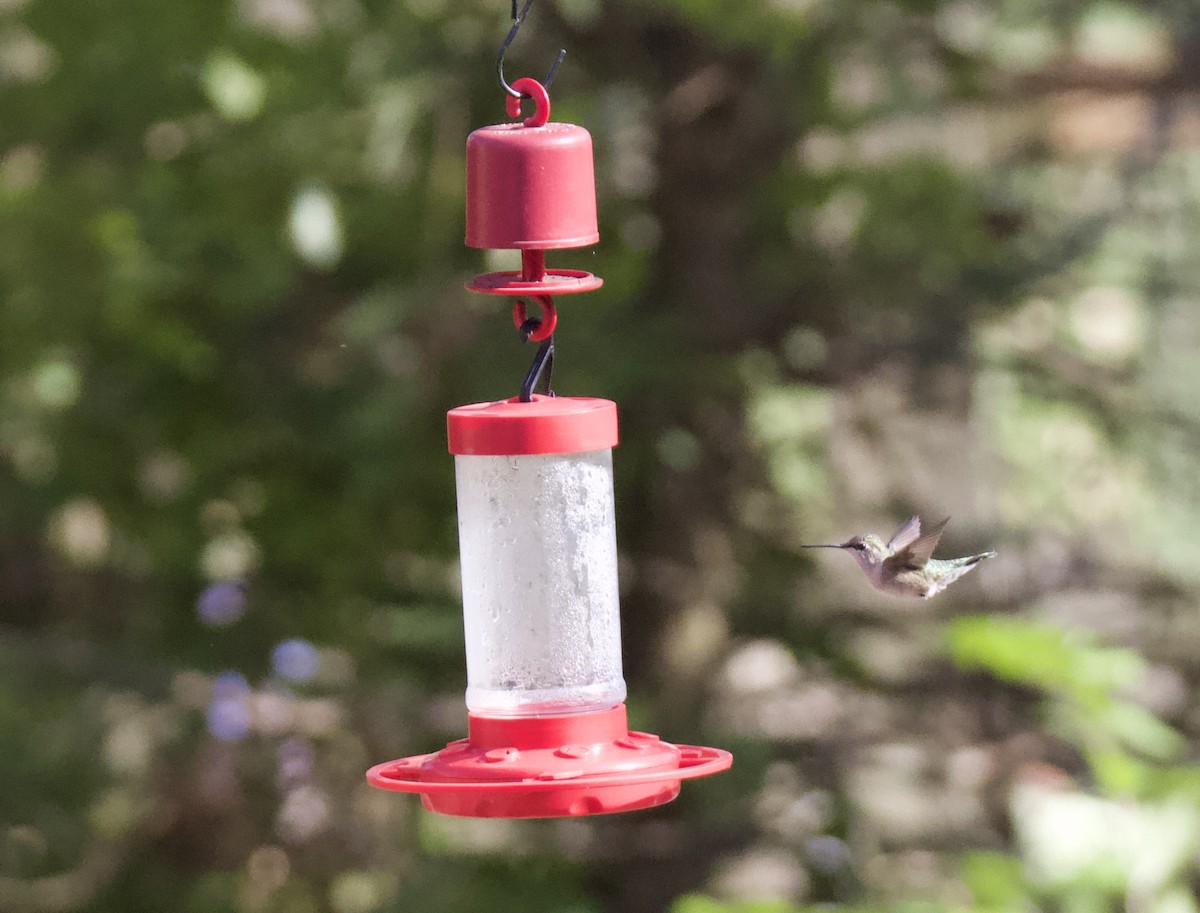 Black-chinned Hummingbird - ML612057729