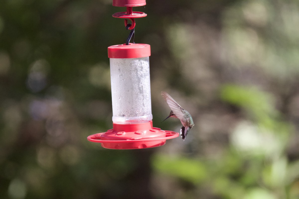 Black-chinned Hummingbird - ML612057770