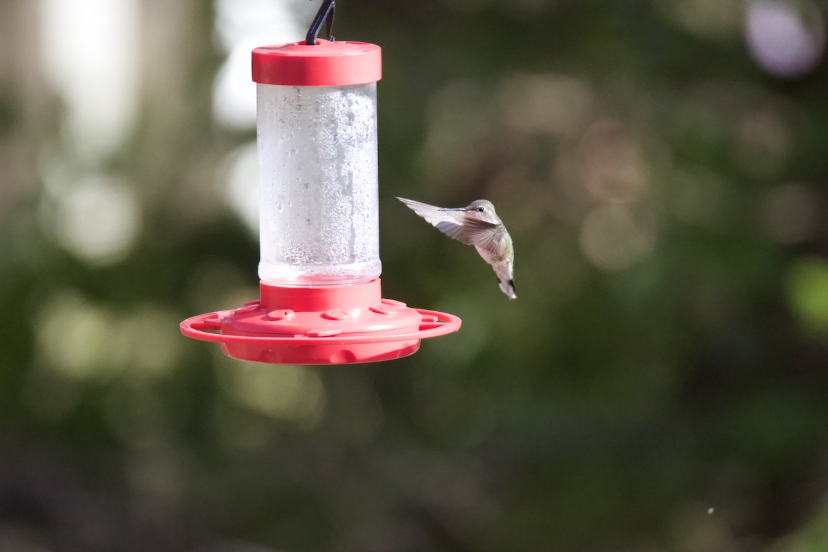 Black-chinned Hummingbird - ML612057781