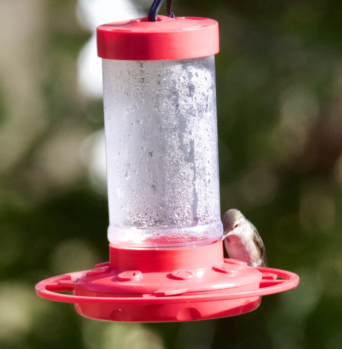 Black-chinned Hummingbird - ML612057817
