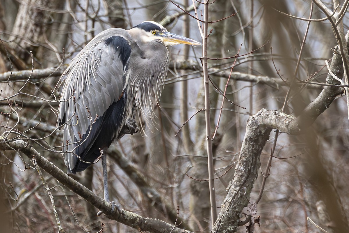 New York Breeding Bird Atlas Checklist - 9 Dec 2023 - Rockland Lake SP
