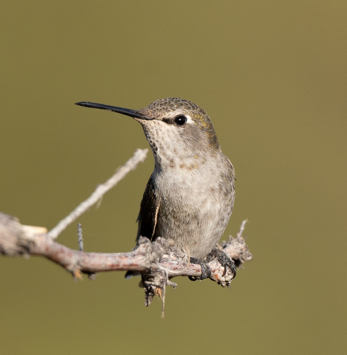Anna's Hummingbird - ML612058616