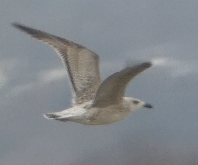 EBird Checklist - 9 Dec 2023 - Presque Isle SP (IBA) - 18 Species (+1 ...