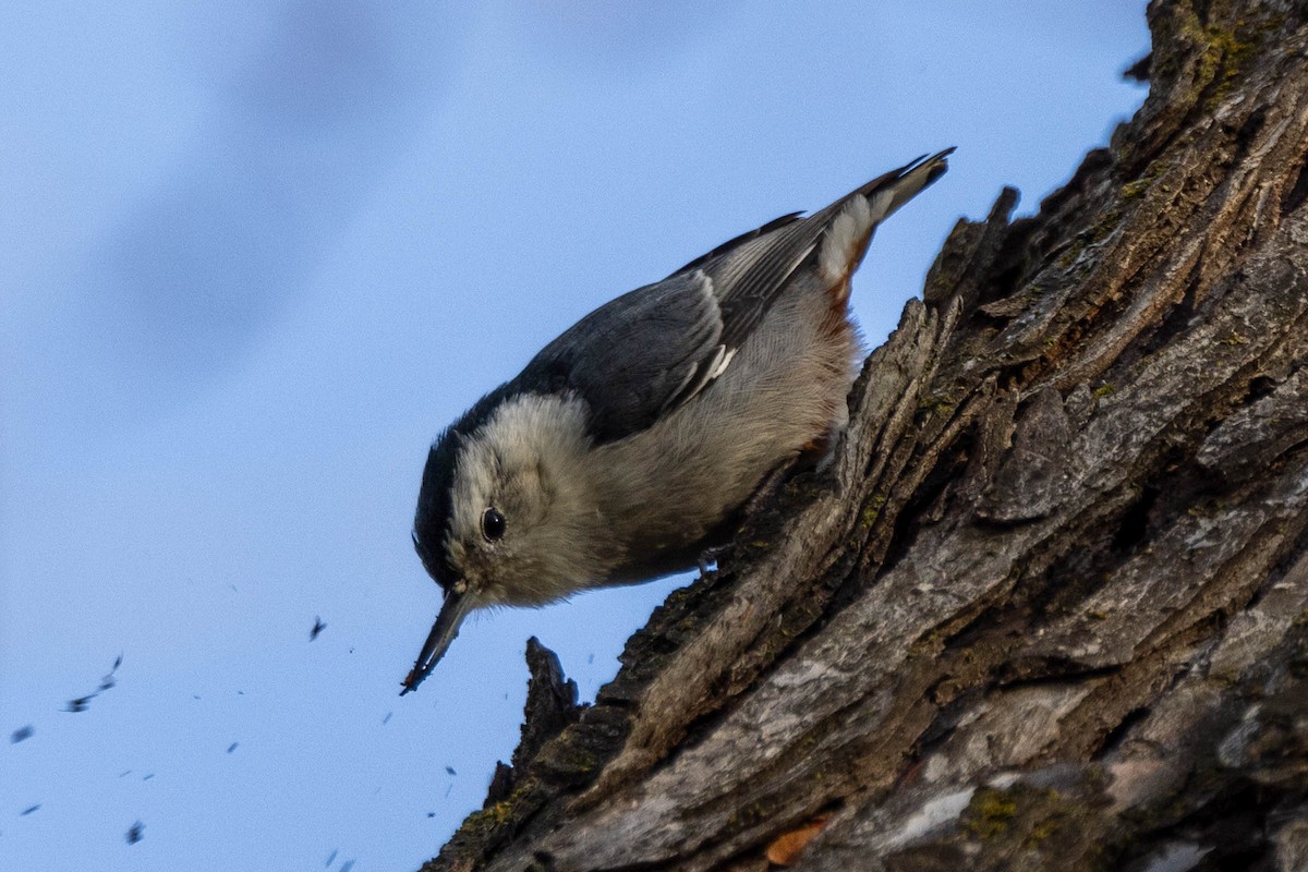 White-breasted Nuthatch - ML612058994