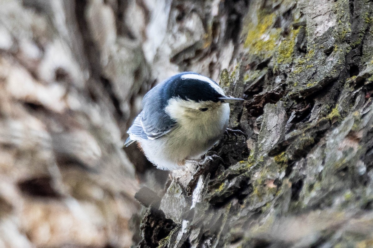 White-breasted Nuthatch - ML612058995