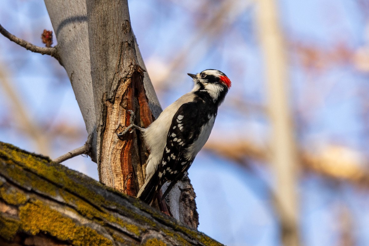 Downy Woodpecker - Jef Blake
