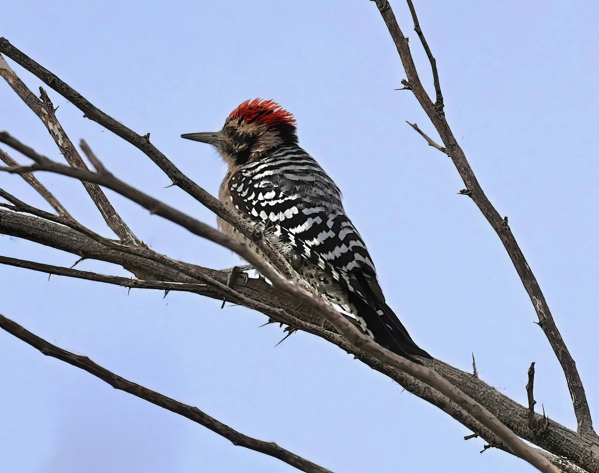 Ladder-backed Woodpecker - Constance Vigno