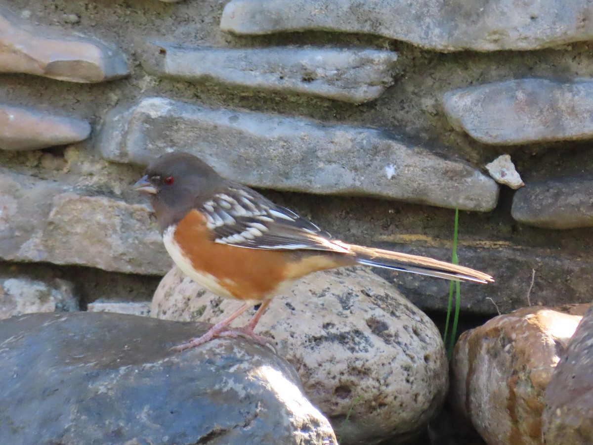 Spotted Towhee - ML612059288