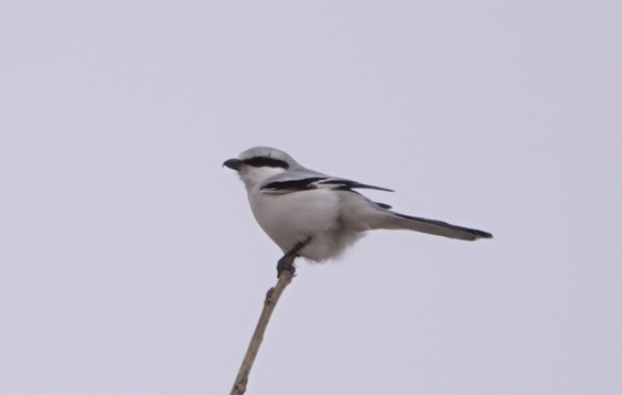 Chinese Gray Shrike - ML612059551