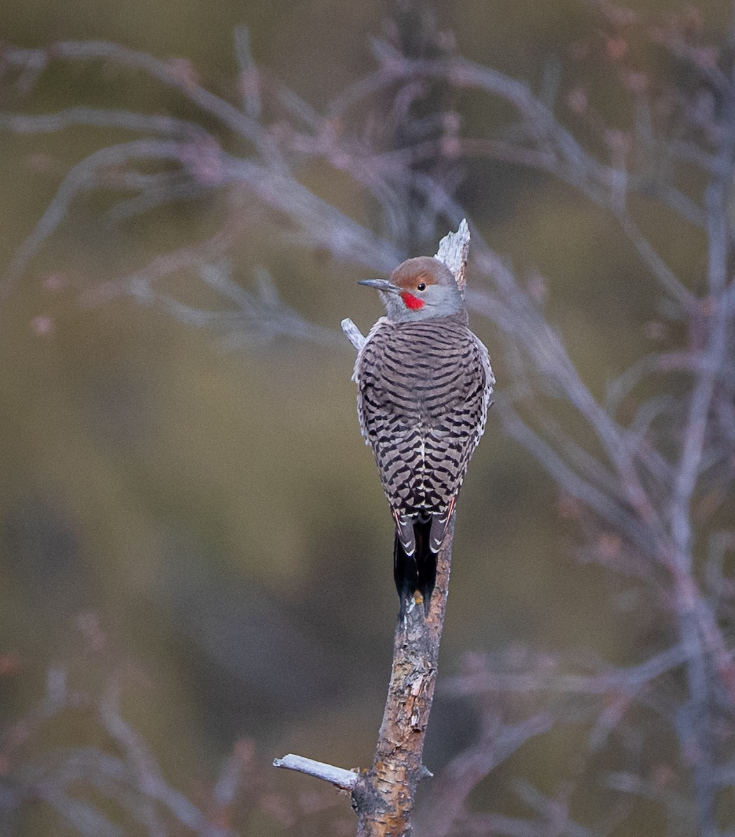 Northern Flicker (Red-shafted) - ML612059573