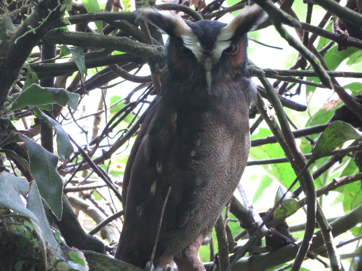 Crested Owl - ML612059579