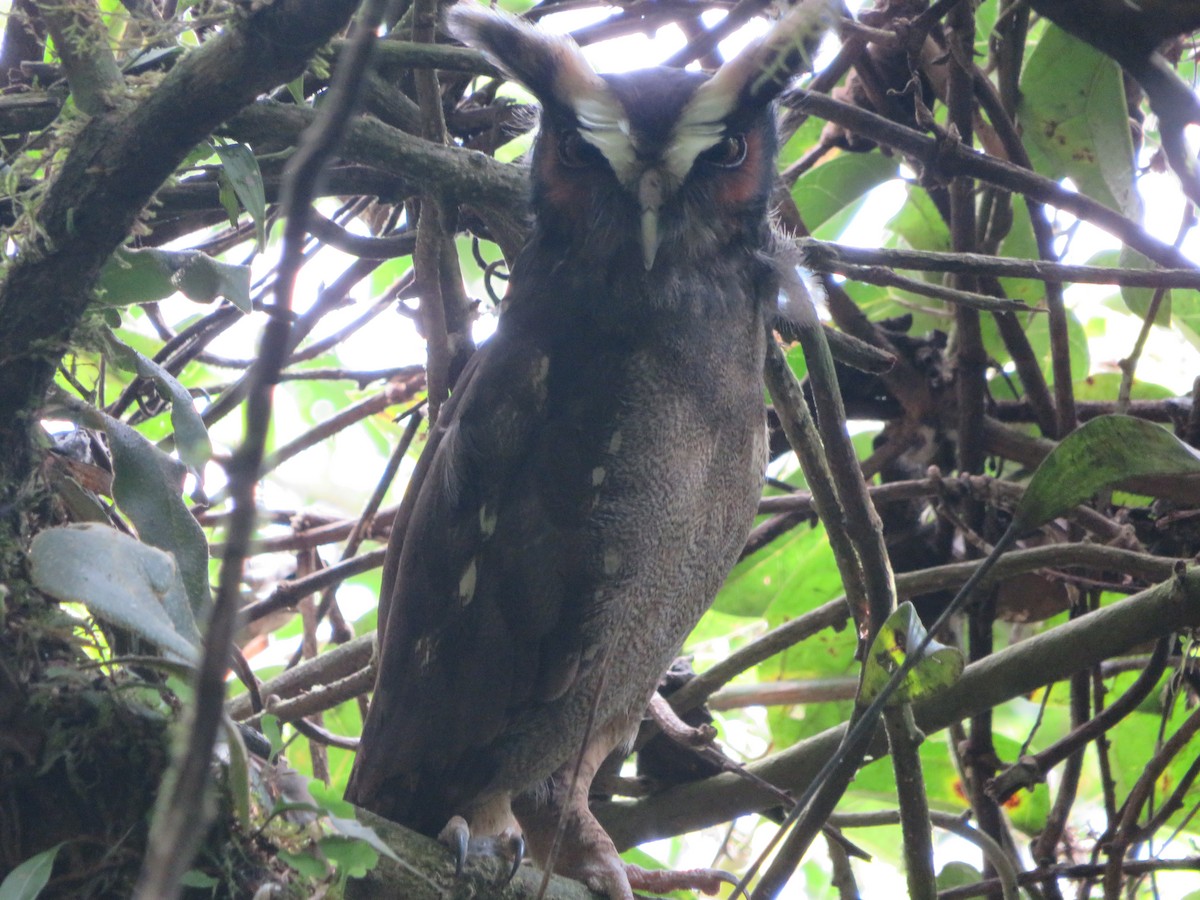 Crested Owl - ML612059580