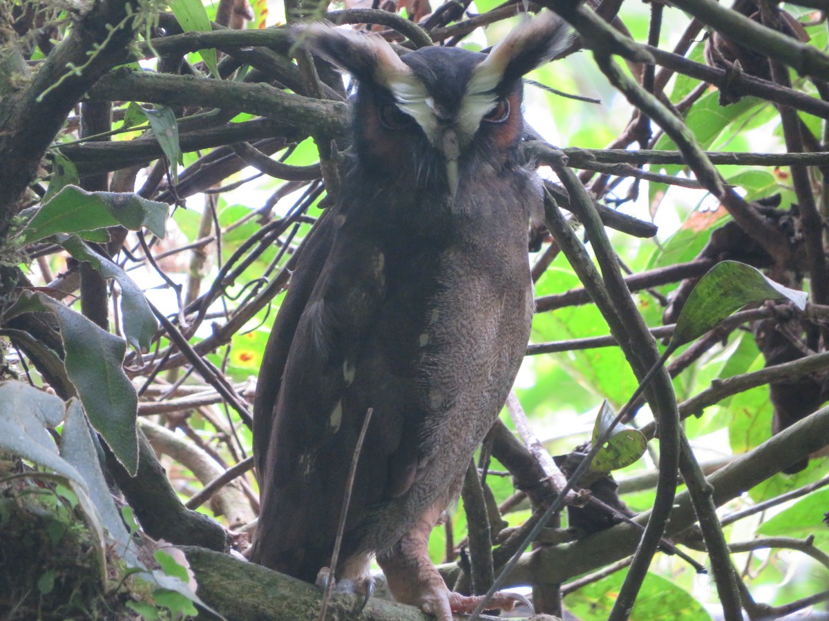 Crested Owl - ML612059581