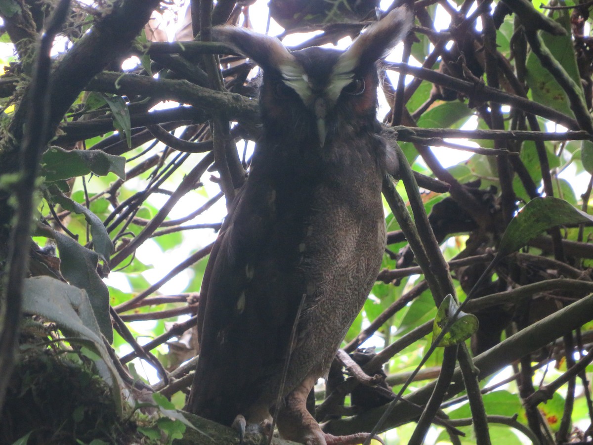 Crested Owl - ML612059582