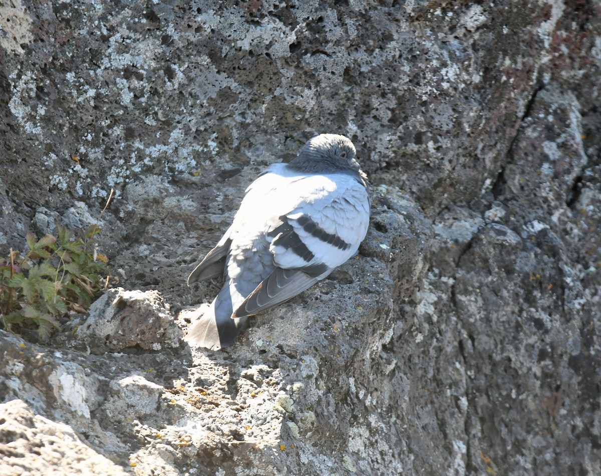 Rock Pigeon (Feral Pigeon) - ML612059630