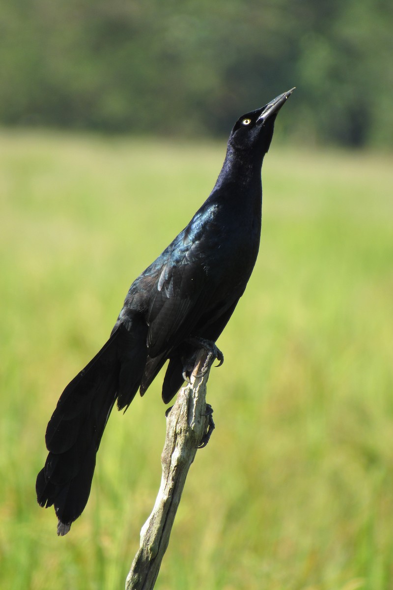 Great-tailed Grackle - ML612060641