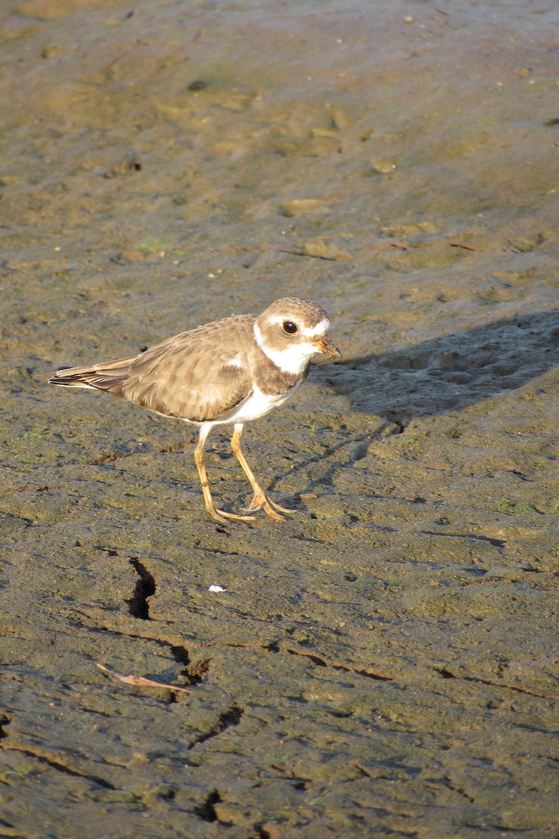 Semipalmated Plover - ML612060691