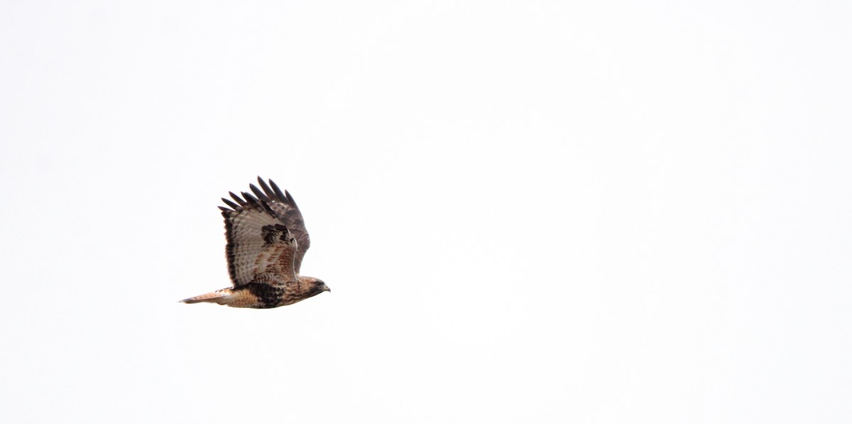 Red-tailed x Rough-legged Hawk (hybrid) - ML612060814