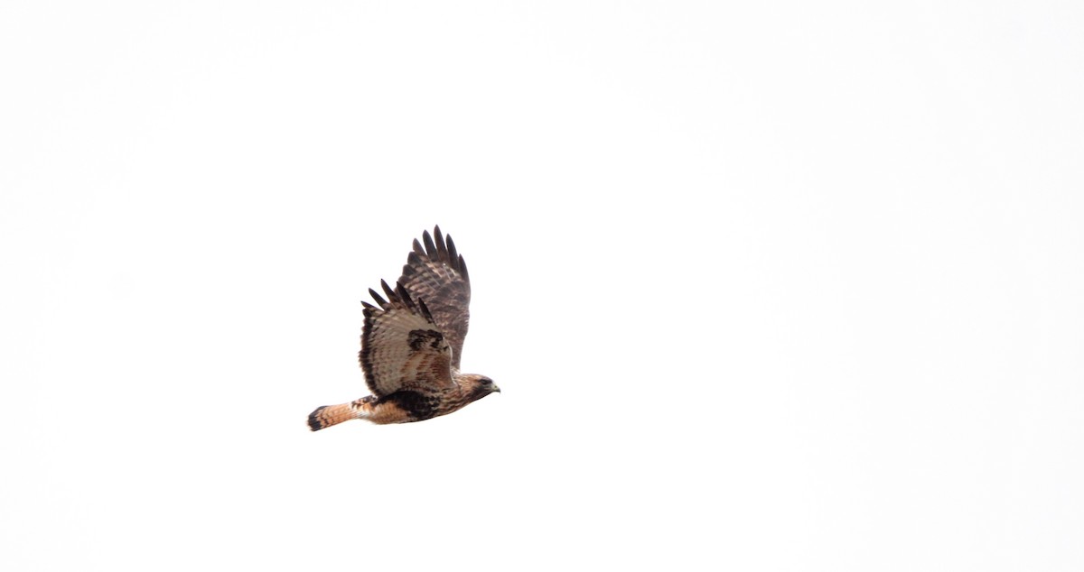 Red-tailed x Rough-legged Hawk (hybrid) - Lindsay Slack