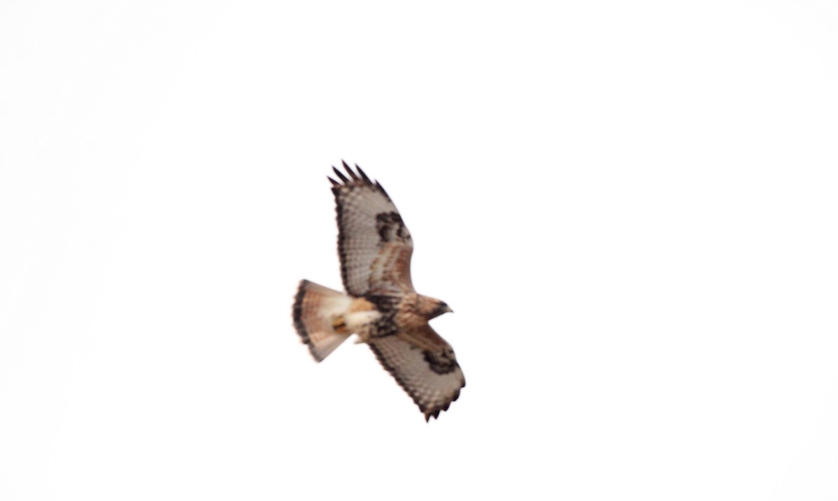 Red-tailed x Rough-legged Hawk (hybrid) - ML612060816